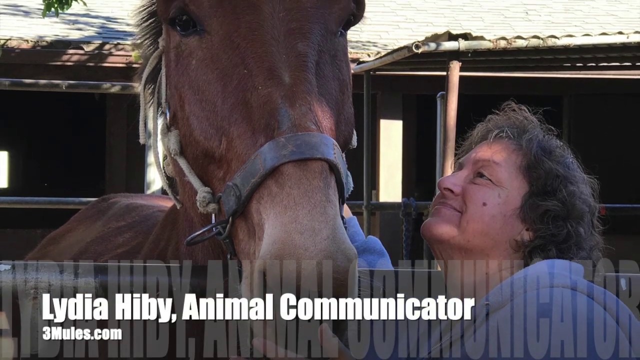 3 Mules meet Lydia Hiby, Animal Communicator