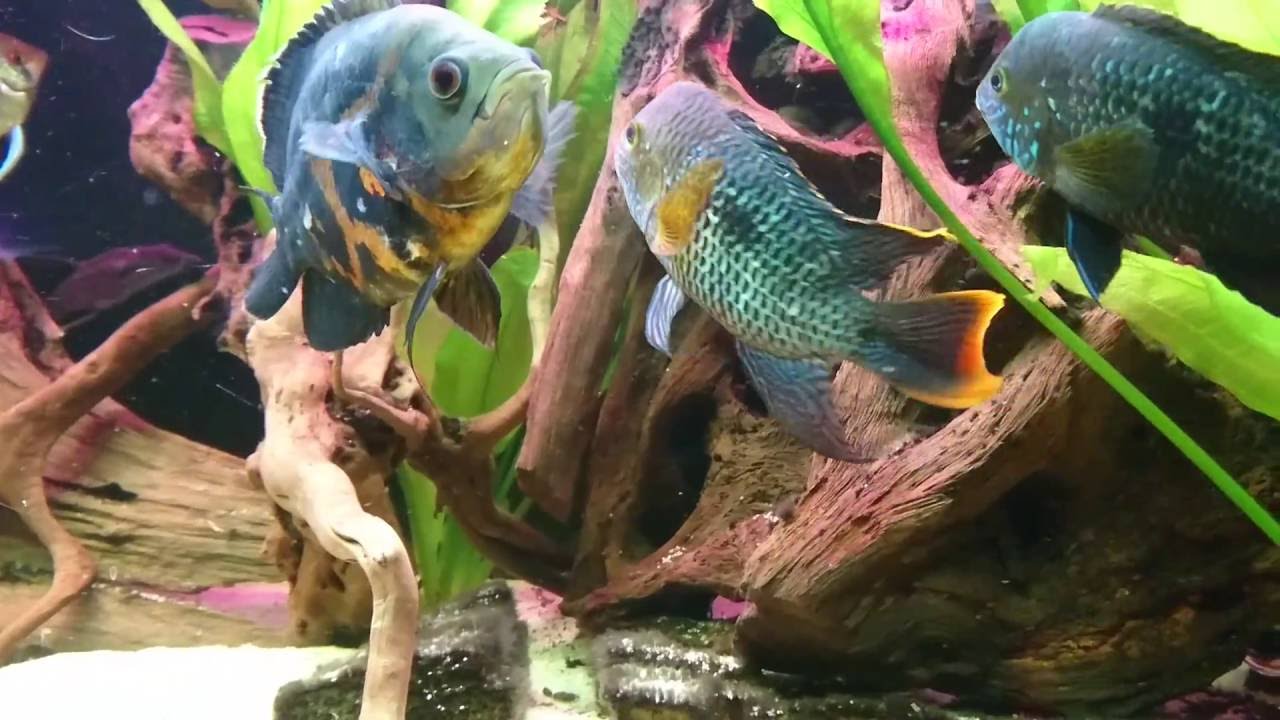 Pielegnice pawiookie i akara pomaranczowopletwa
