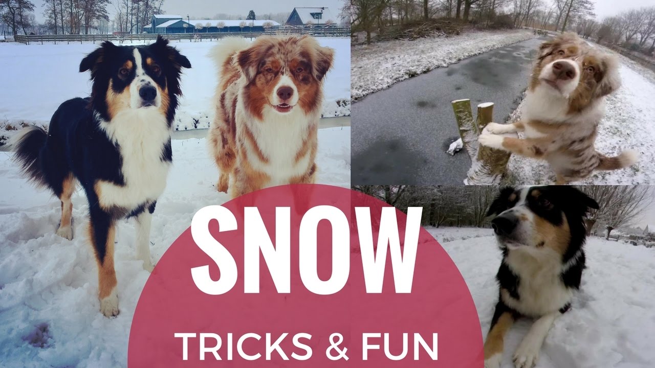 SNOW! | Tricks & Fun | Australian Shepherds