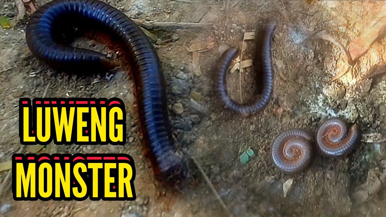 OMG...HUNTING BIG MILLIPEDE MONSTER||BERBURU HEWAN LUWENG JUMBO MENGERIKAN