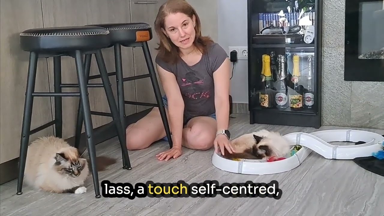 Saba Jazmin & Saba Salvador – the perfect Birman cat pair | Saba Birman a tökéletes Birman macskapár