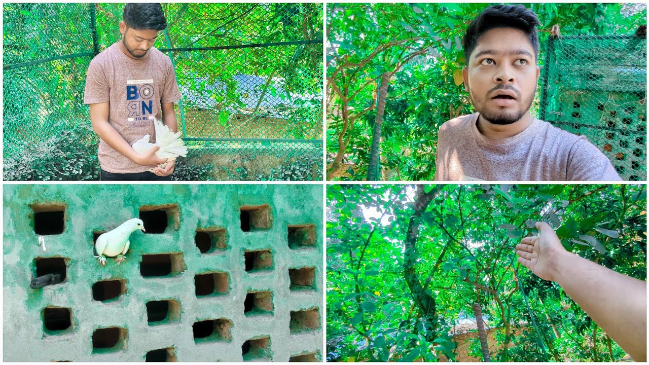 কবুতর কিনে আনার পরে পালিয়ে গেল 😣 এর পরে আমার অবস্থা 😢