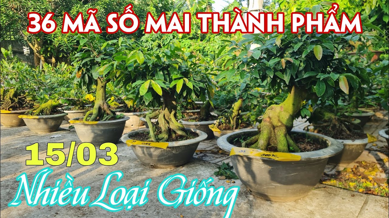 15/03. 36 Mã Số Mai Đế Đẹp, Đầy Đủ Các Loại Giống Mới, Cũ.☎Trang 0359910781