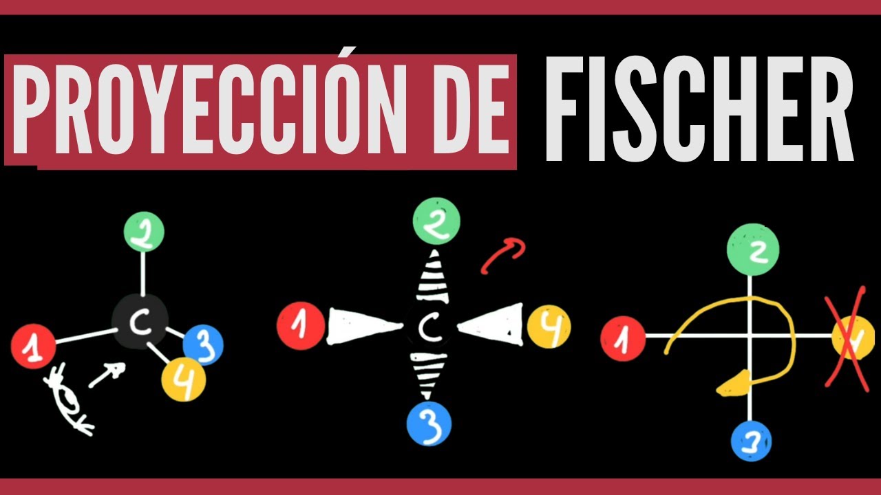Proyección de FISCHER en isómeros ópticos R y S ⬅️ A partir de caballete