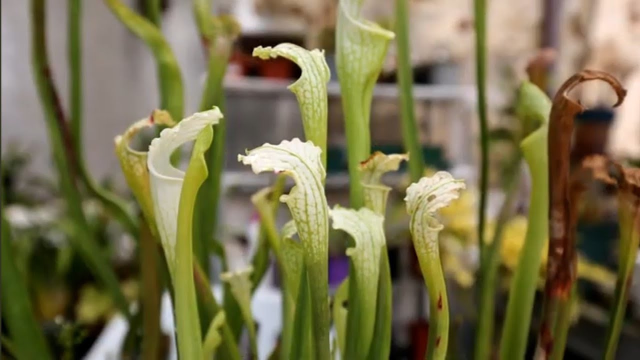 Video 155 - #Sarracenia leucophylla