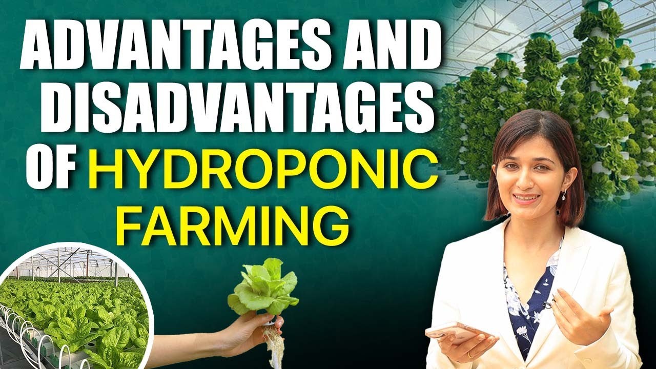 Hydroponic Farming : Advantages and Disadvantages | Kirti