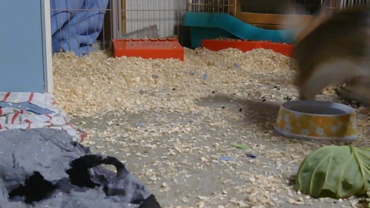 【2/4】1歳のウサギ配信。