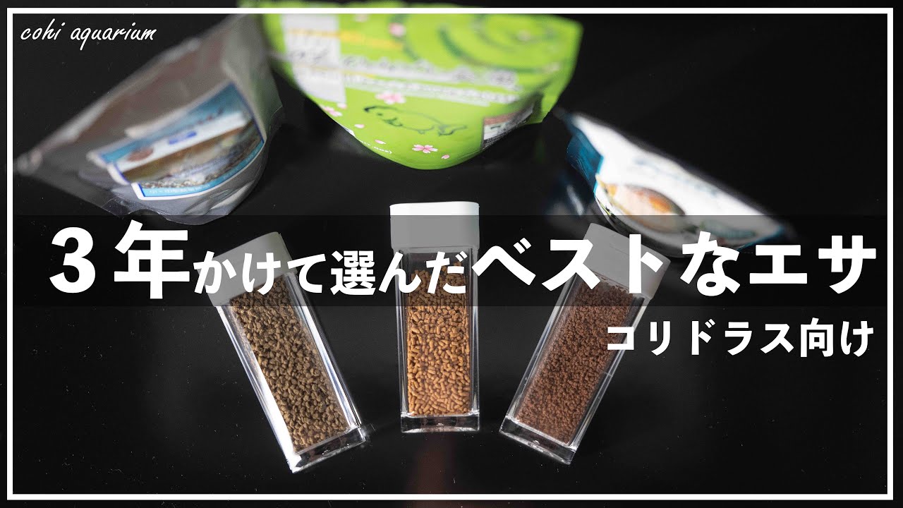 コリドラスを三年飼育してたどり着いたエサと失敗しないコツ【アクアリウムラジオ】