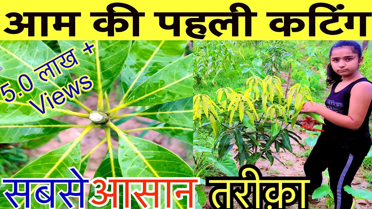 आम के पौधे की पहली कटिंग का सबसे आसान तरीक़ा Easiest Way For First Prune/Cut of Mango Plant In UHDP