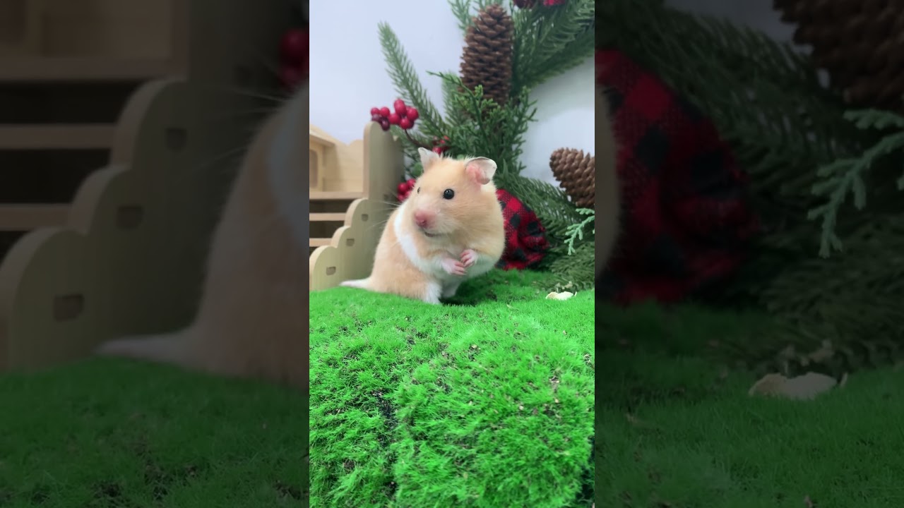 The Cutest Face Wash Routine Ever! ✨ | Hamster Grooming 