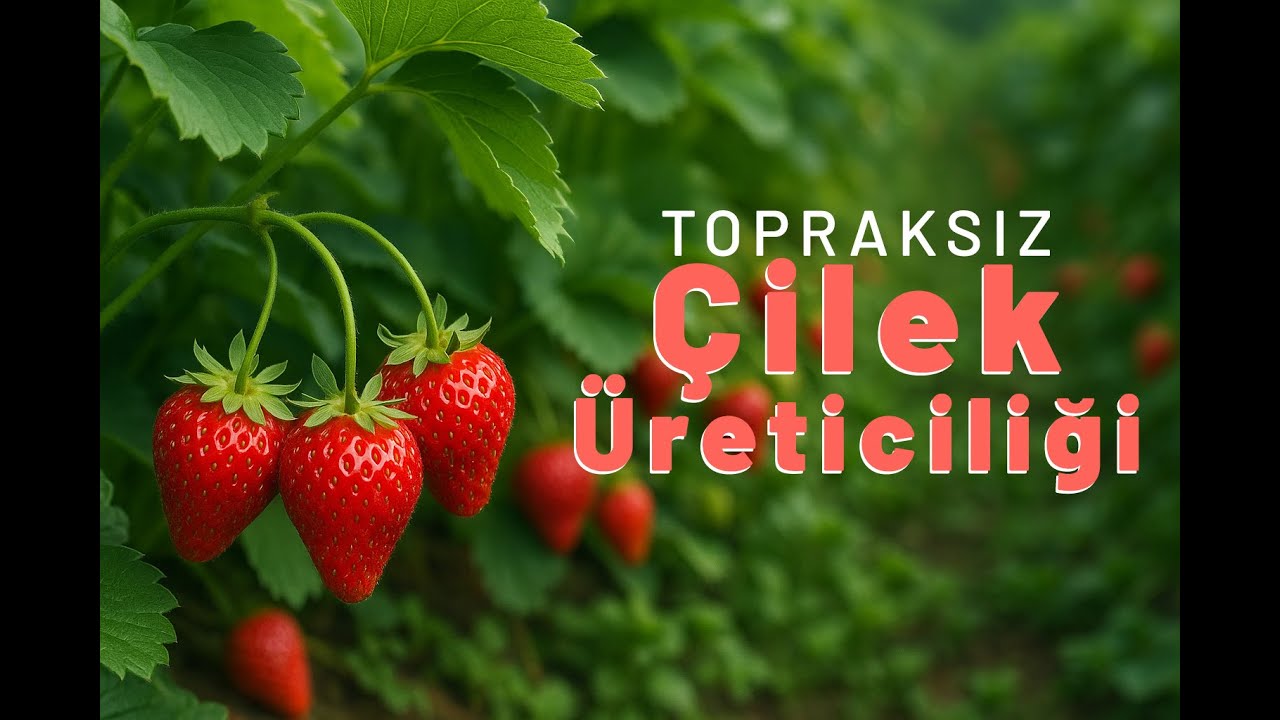 Topraksız Çilek Üretimi #çilek #tarım #organic #belgesel #shortvideo
