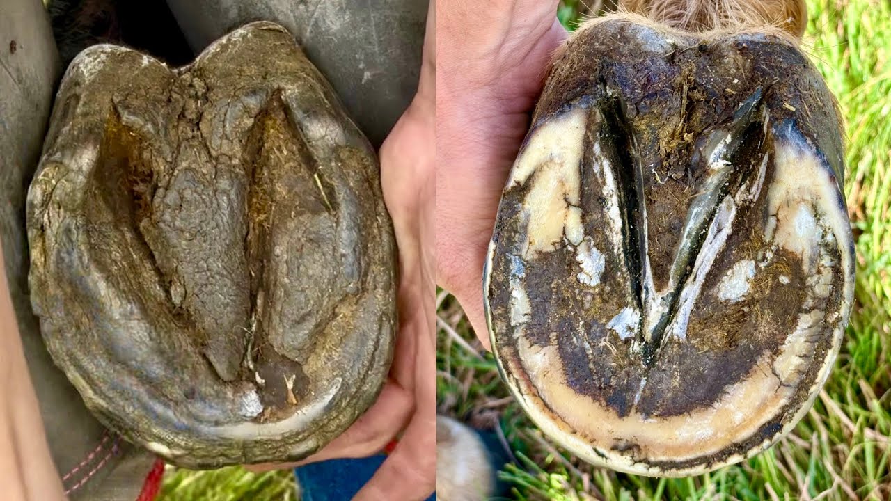 Barefoot Trimming Hard Hooves | Satisfying Farrier ASMR