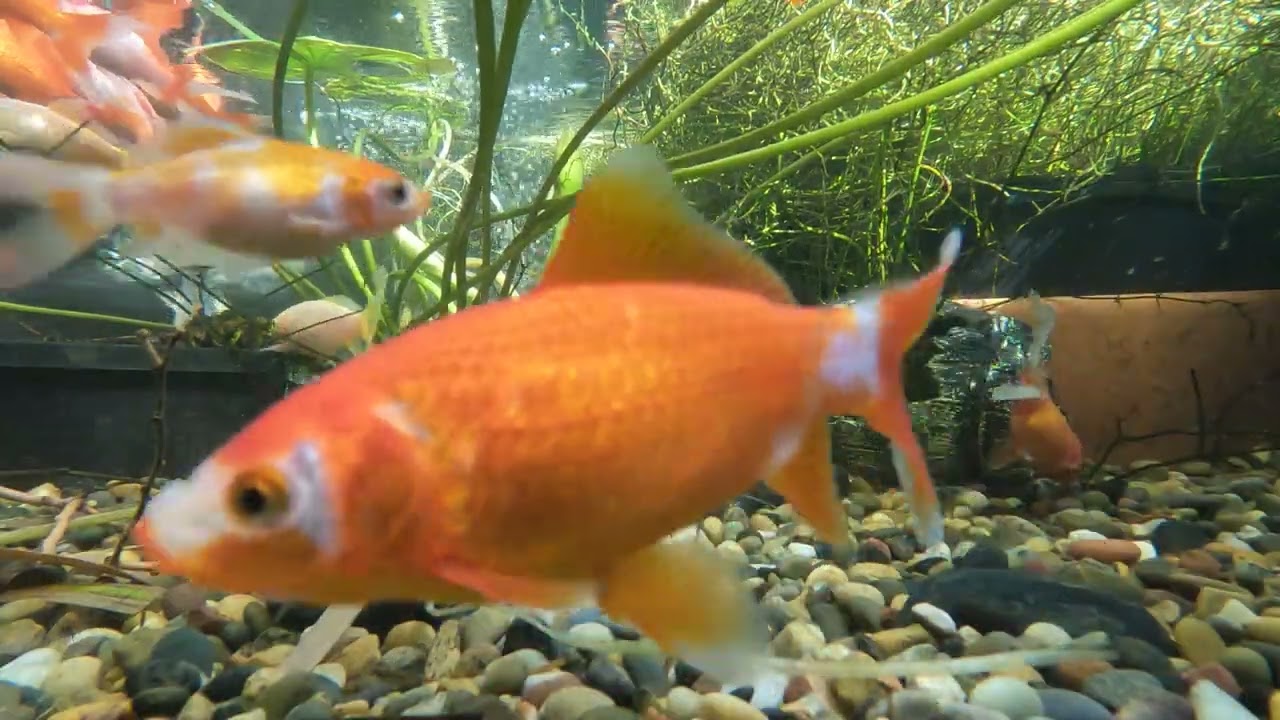 Pond Evolution 24February2026