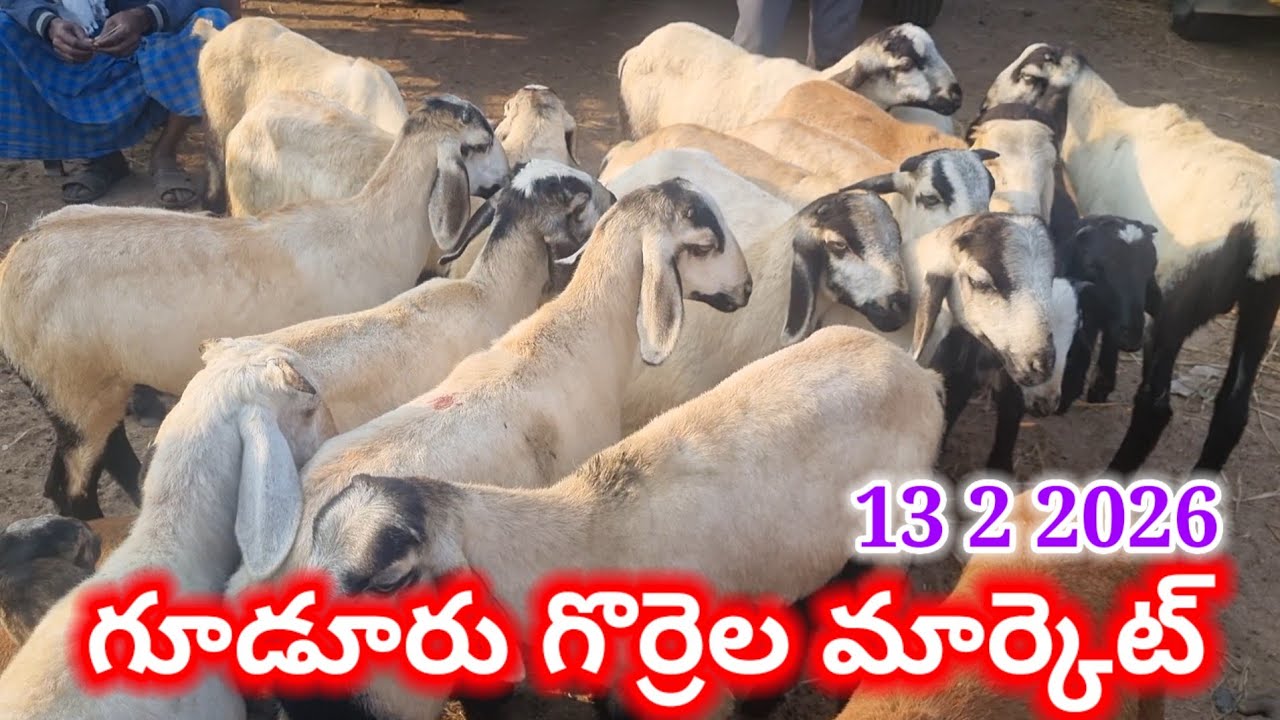 Gudur sheep market Today 13 2 26 గూడూరు గొర్రెల మేకల మార్కెట్ #market