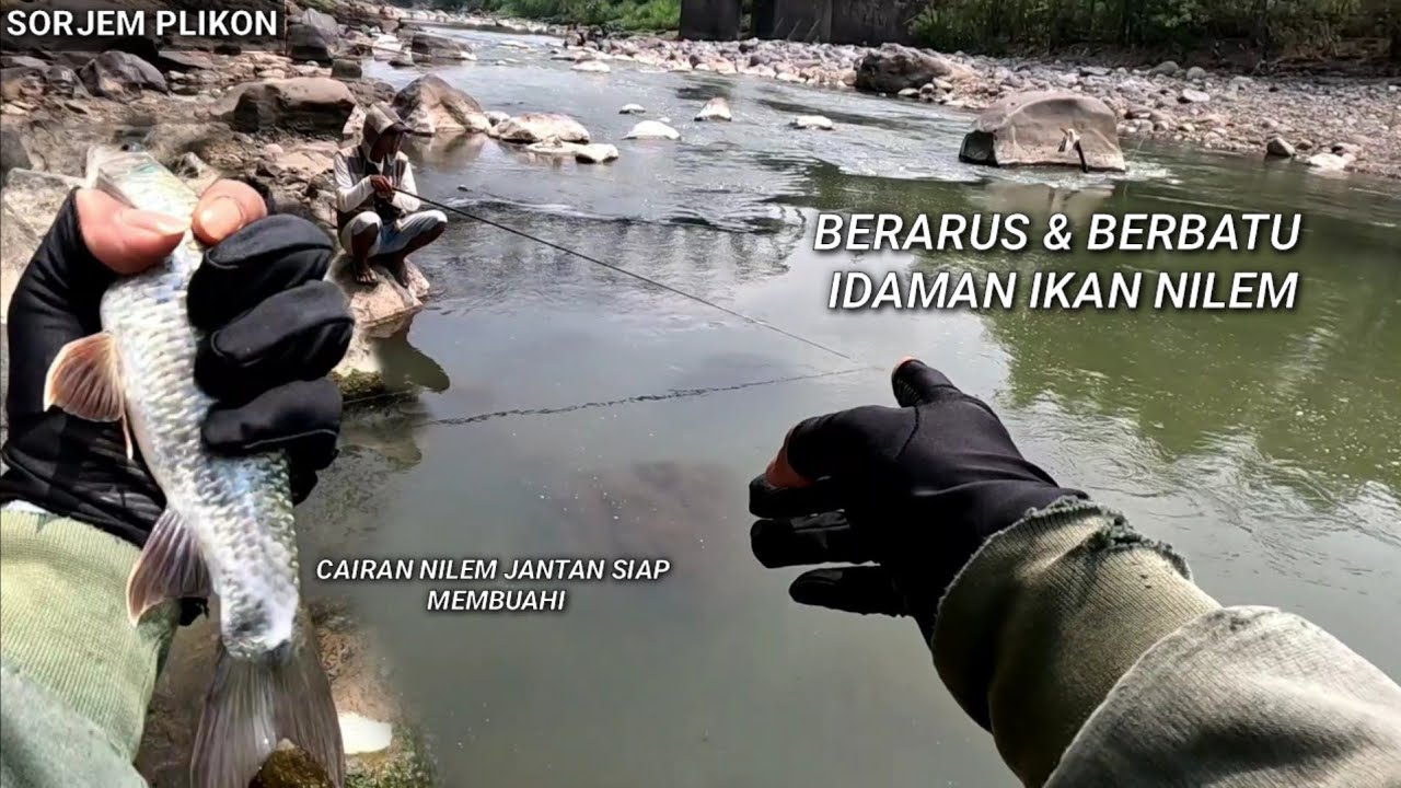 MANCING NILEM DI SORJEM PLIKON ‼️ UMPAN LUMUT BUSUK dan LUMUT MBES  #mancingmania #mancingnilem