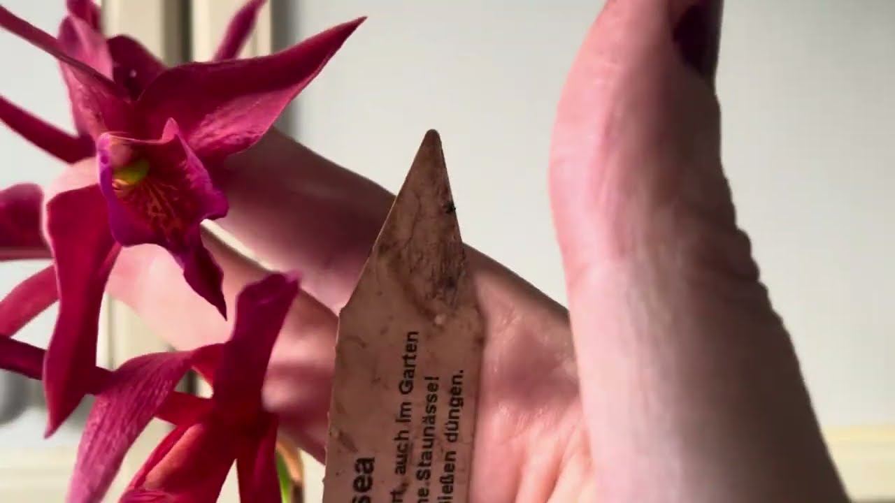 #Orchid in #Bloom and #Spike _ December 2025