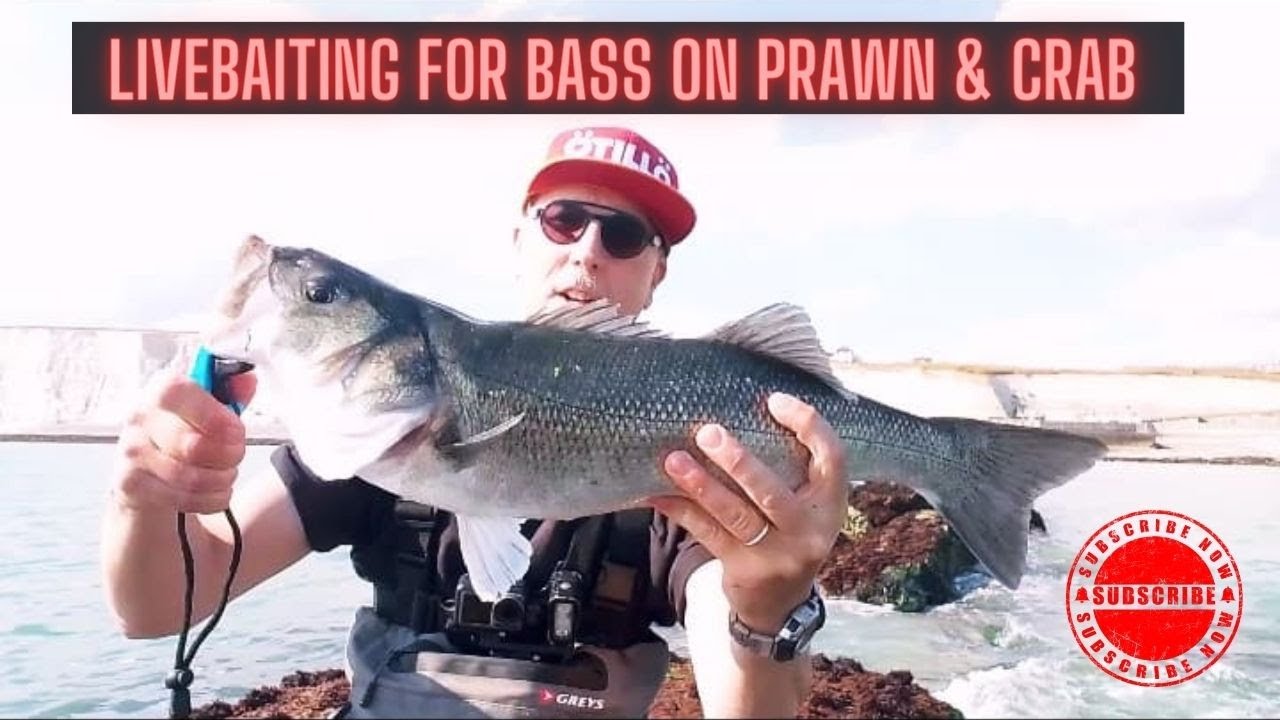 LIVEBAITING FOR BASS ON CRAB & PRAWN - UK BASS FISHING - UK SEA FISHING