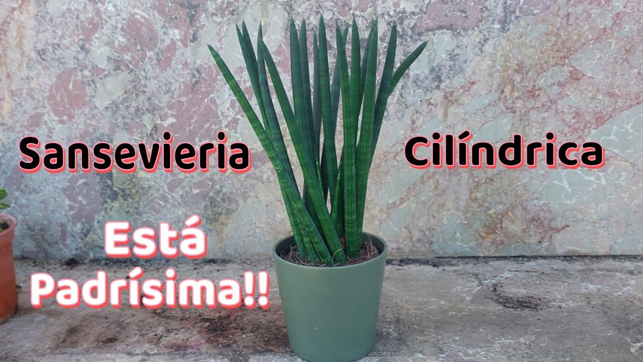 Sansevieria Cilíndrica, cómo reproducir y mantener sana, está padrisima!💕 suscribirse @Jardinsinfin