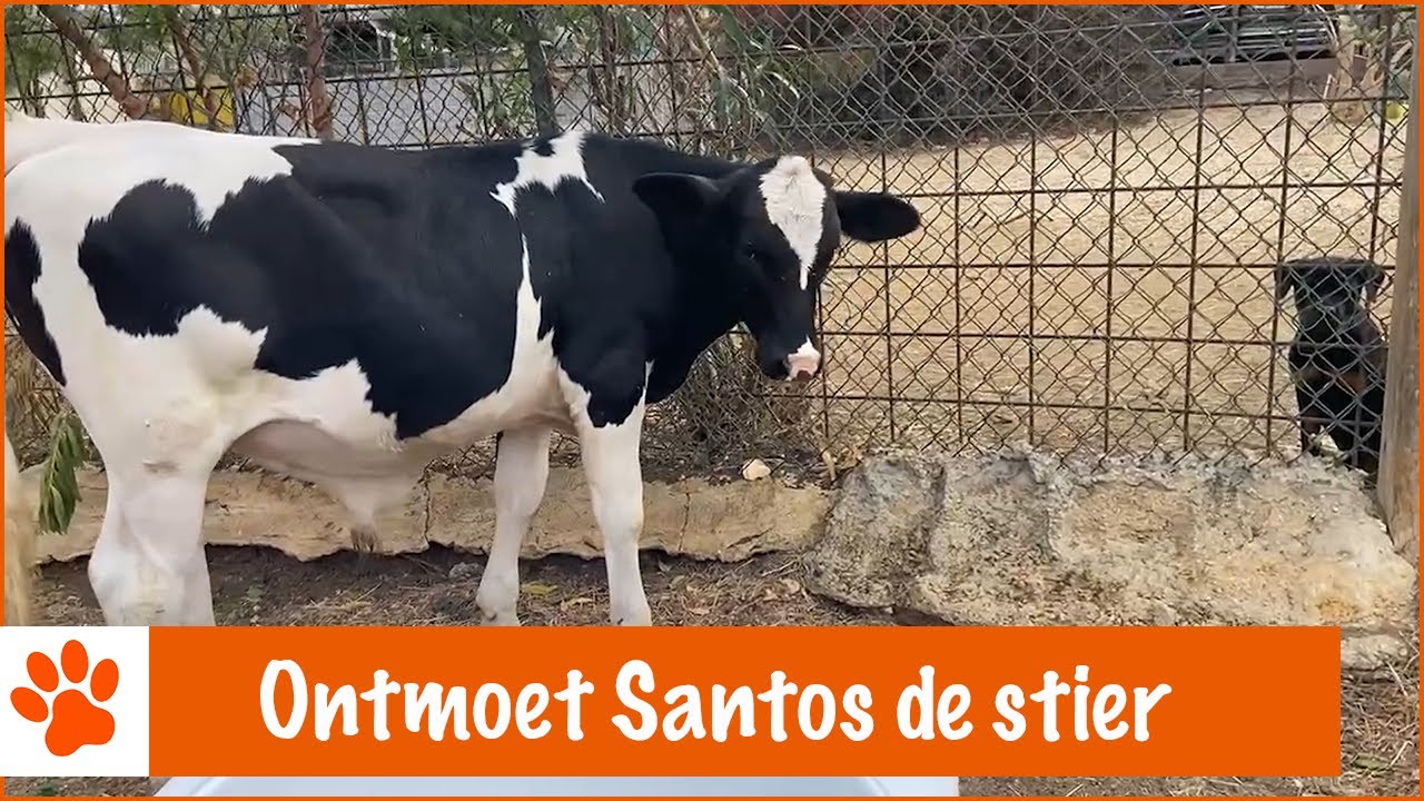 Pippi's heeft een nieuwe inwoner! | DierenpraatTV