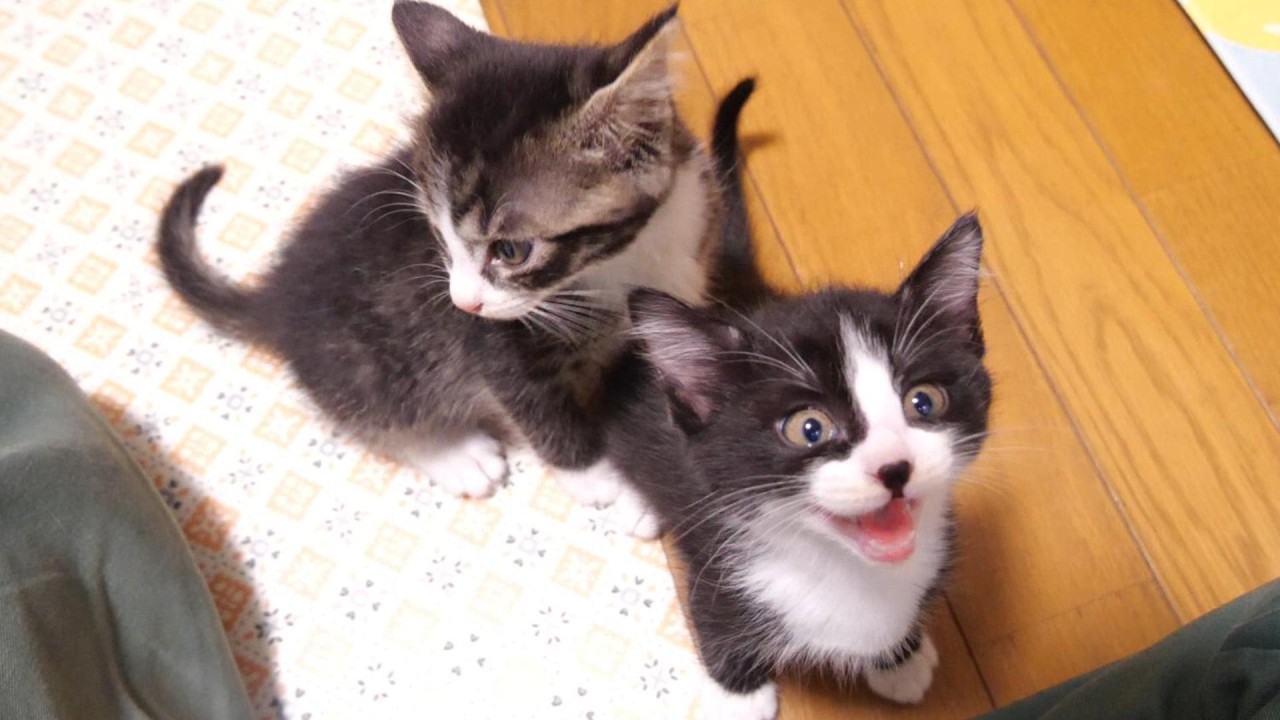 子猫のニャーニャー隊がゴハンが出るまでカワイイおねだり【赤ちゃん猫　保護猫】