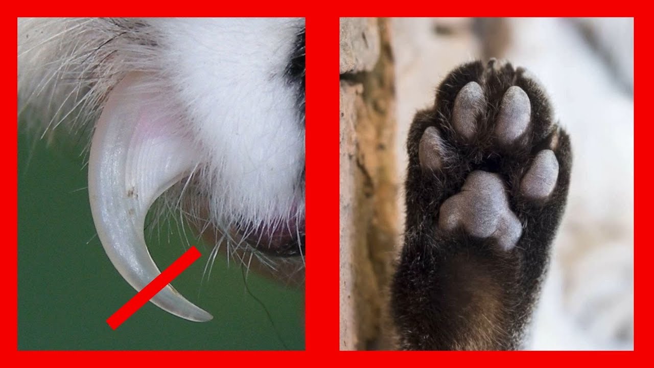 Karomvágás reszelés tappancs ápolás macskáknak ✂️ 🐾