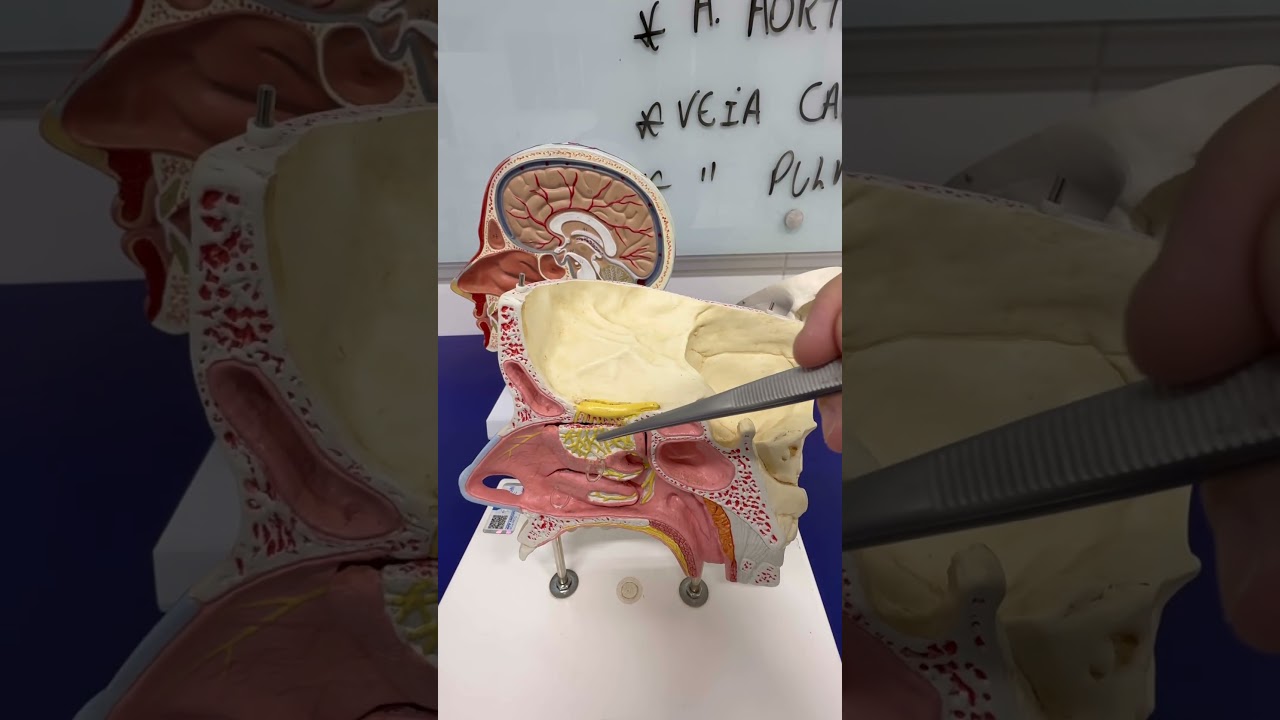 Anatomia cavidade nasal - Dr Hugo Zanetti #anatomy #anatomiafacil