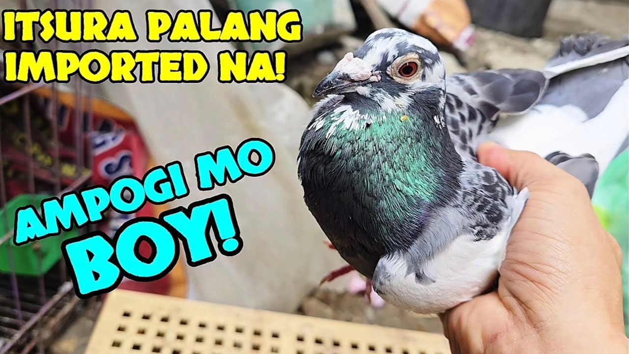 KULAY IMPORTED!