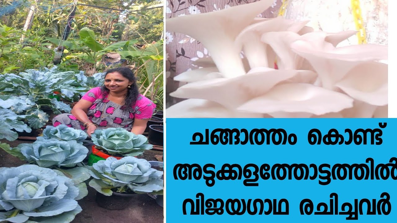 ചങ്ങാത്തം കൊണ്ട് അടുക്കളത്തോട്ടത്തിൽ വിജയഗാഥ രചിച്ചവർ