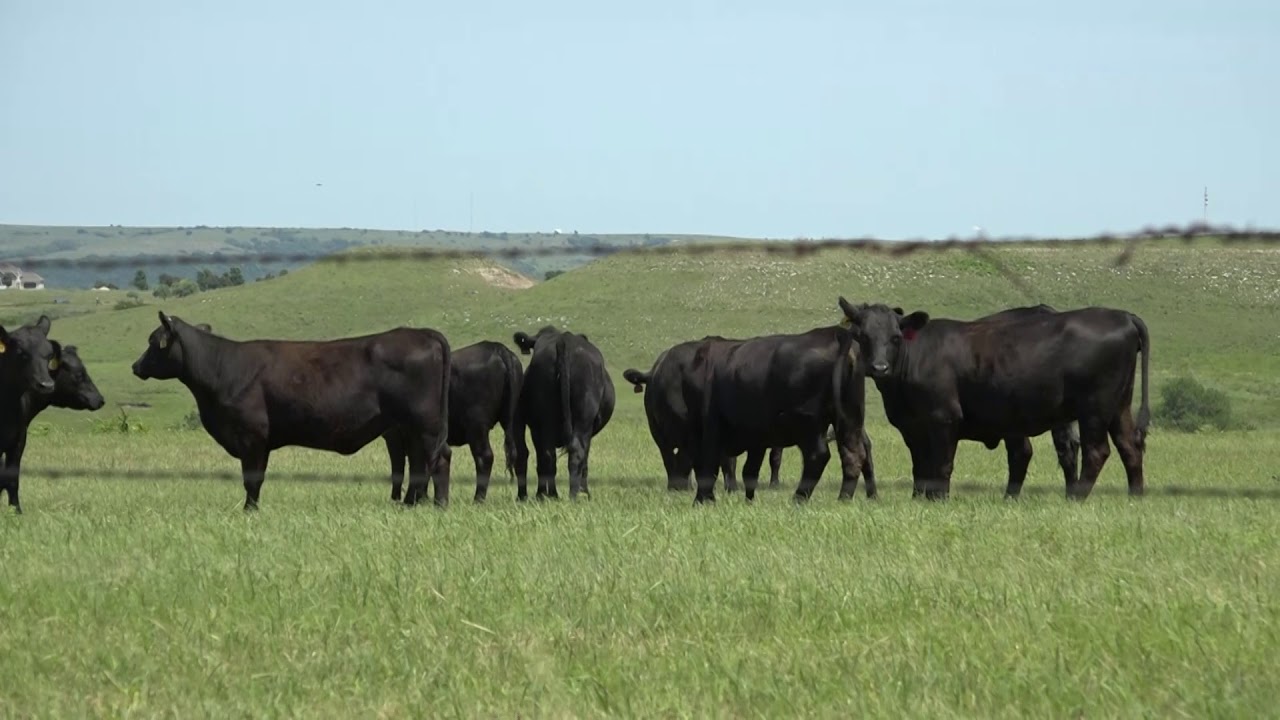 Grazing Cattle In Kansas