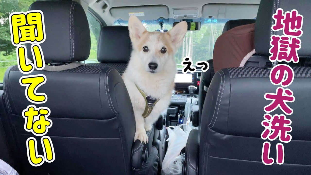 【ニセコ旅】旅を満喫したワンコにはアレが待ってます！