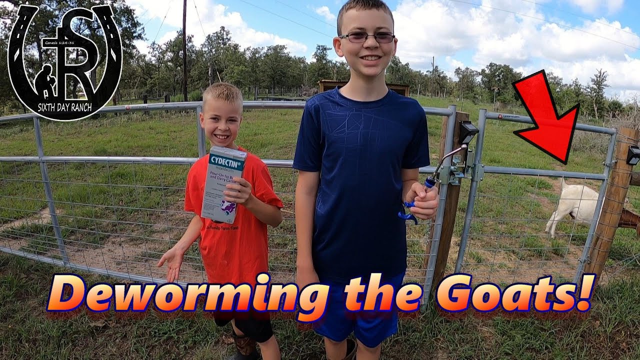 How to deworm the goats!  #boergoats #farmvlog