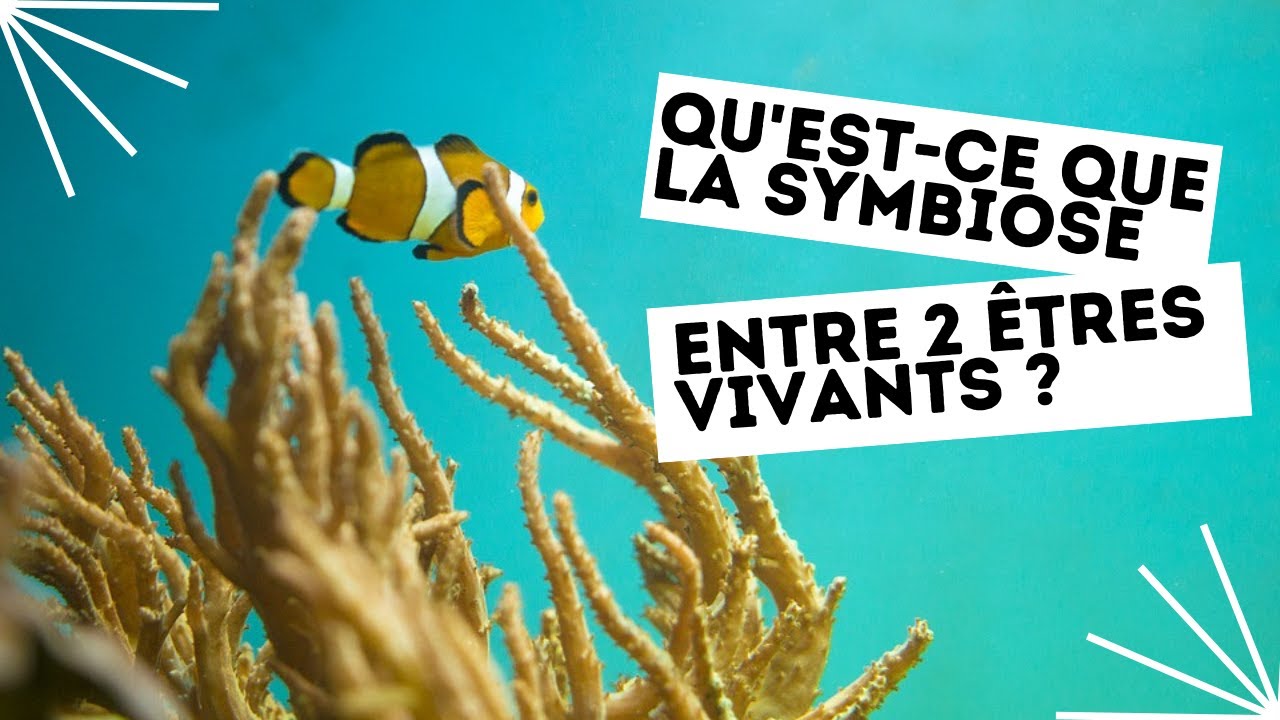 Qu'est-ce que la symbiose entre 2 êtres vivants ?