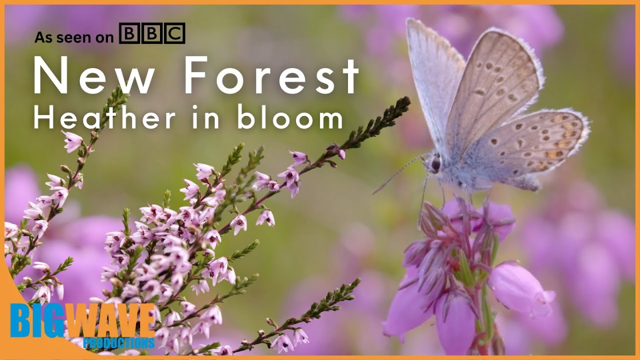 Heather in Bloom - The New Forest transformed into a breathtaking blaze of purple