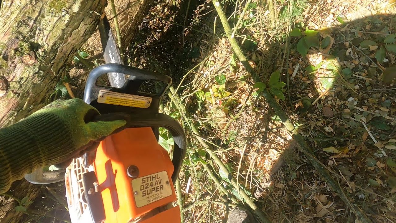 Suite de l'Abattage d'un grand thuya 🌲Stihl 024 AV SUPER 🪚  @Stihl @stihlusa@STIHLBrasil 