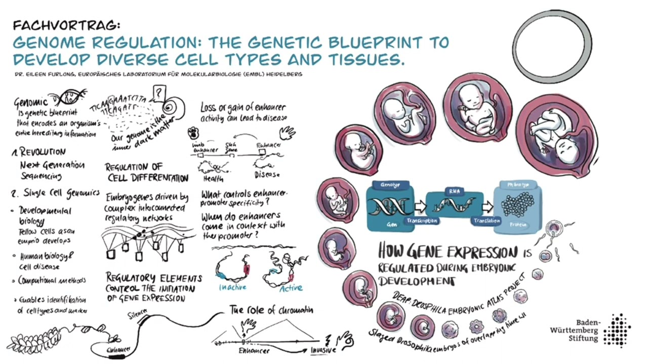Forschungstag 2022 | Fachvortrag Genome Regulation | Forschung | bwstiftung