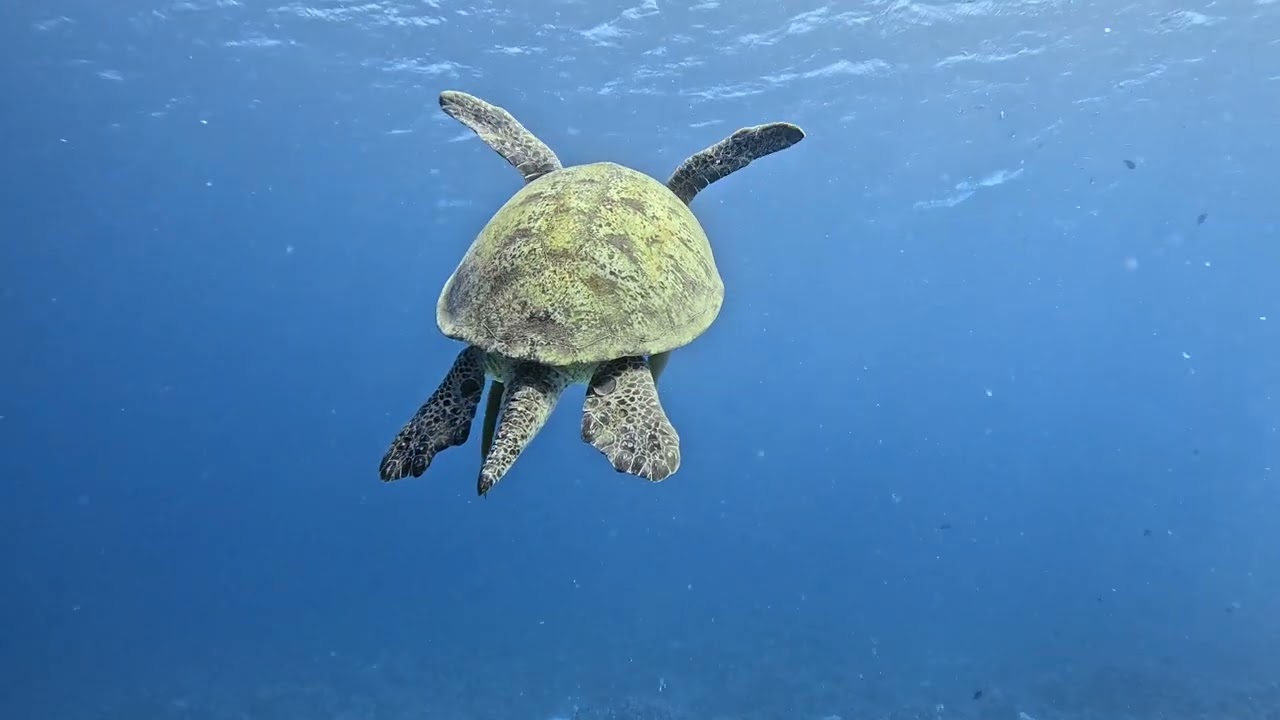 Tauchen in der Makadi Bay Alex Reef