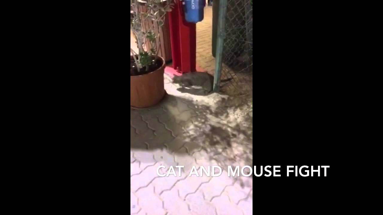 Cat chasing mouse قطة تلاحق دومينيك وفارة حقيقية