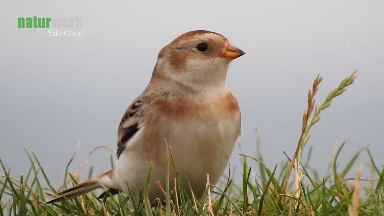 Schneesperling I Montifringilla Nivalis I White winged Snowfinch I Gorrion Alpino I Niverolle Alpine