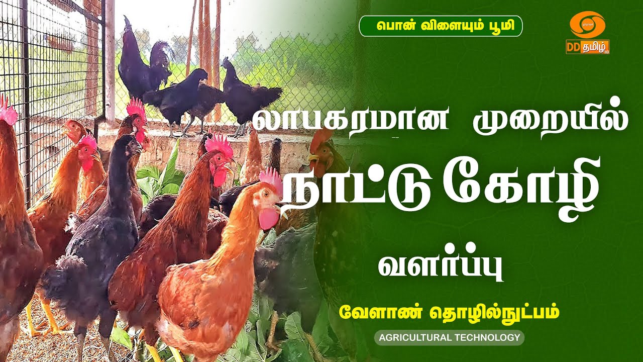லாபகரமான முறையில் நாட்டு கோழி வளர்ப்பு  | Agricultural Technology