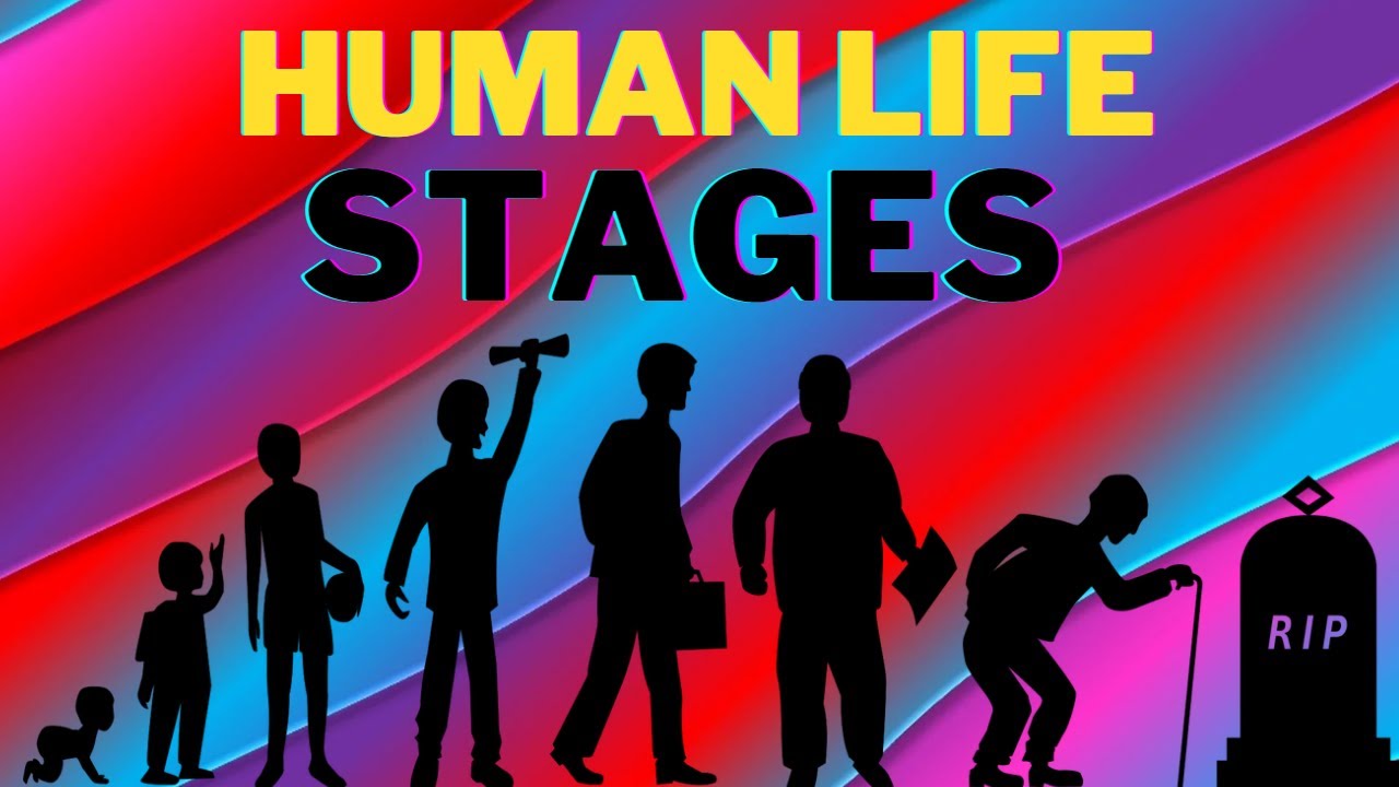 The 8 Stages Of Human Life Circle