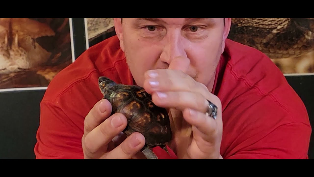 How To Help An Injured Turtle ( i found an injured turtle what do i do )