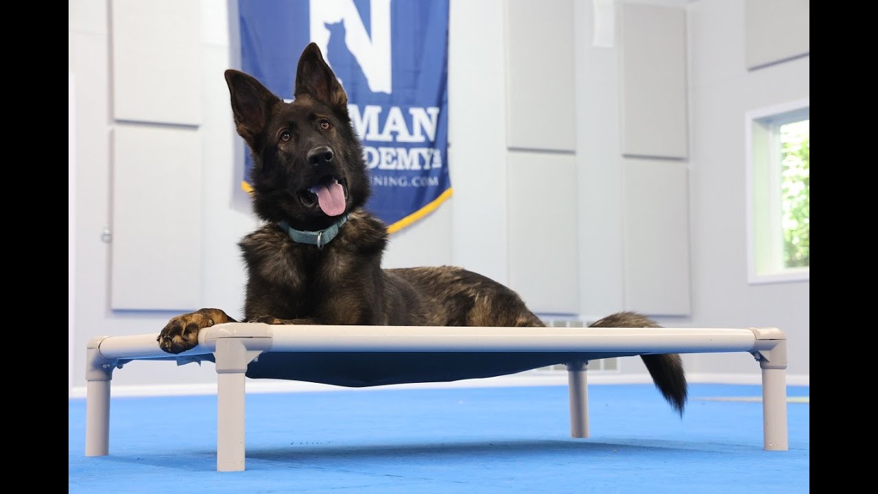 Loki (German Shepherd) Puppy Camp Dog Training Video Demonstration
