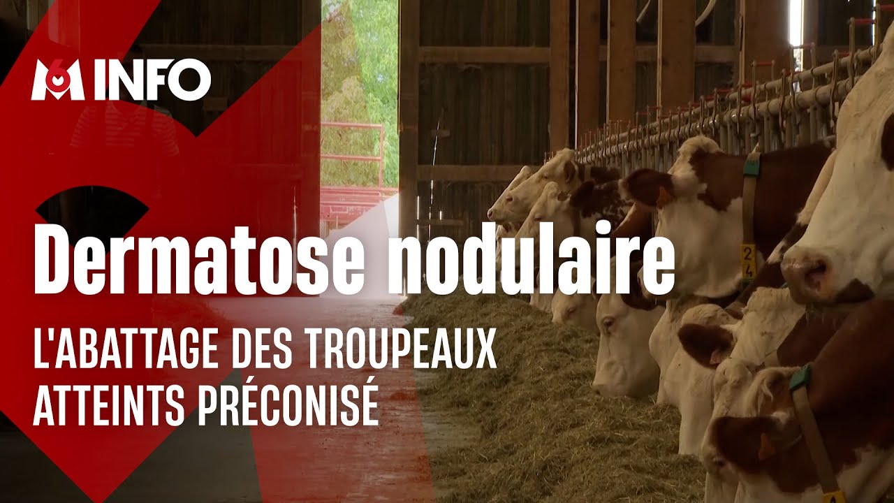 Dermatose nodulaire : des éleveurs se battent pour éviter l'abattage