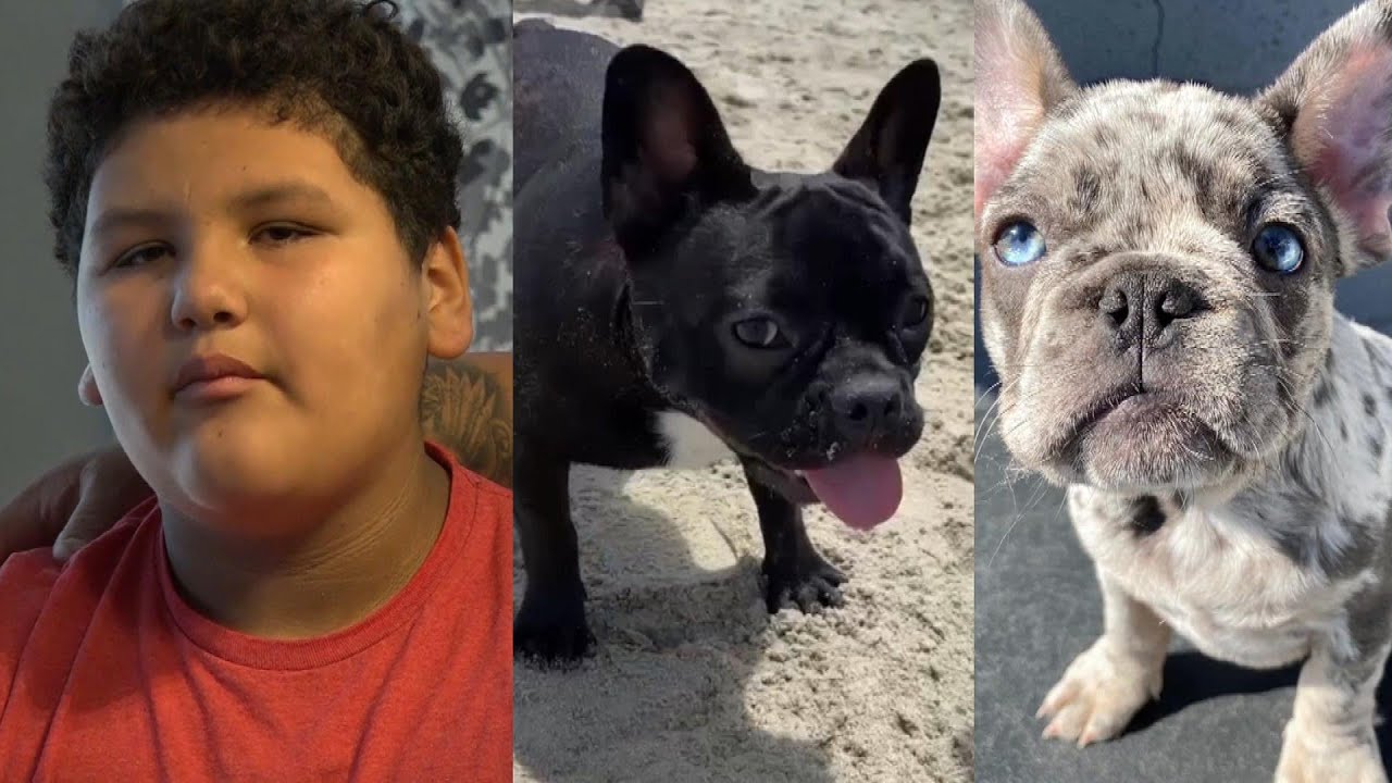 12-Year-Old Distraught After He Says French Bull Dogs Stolen