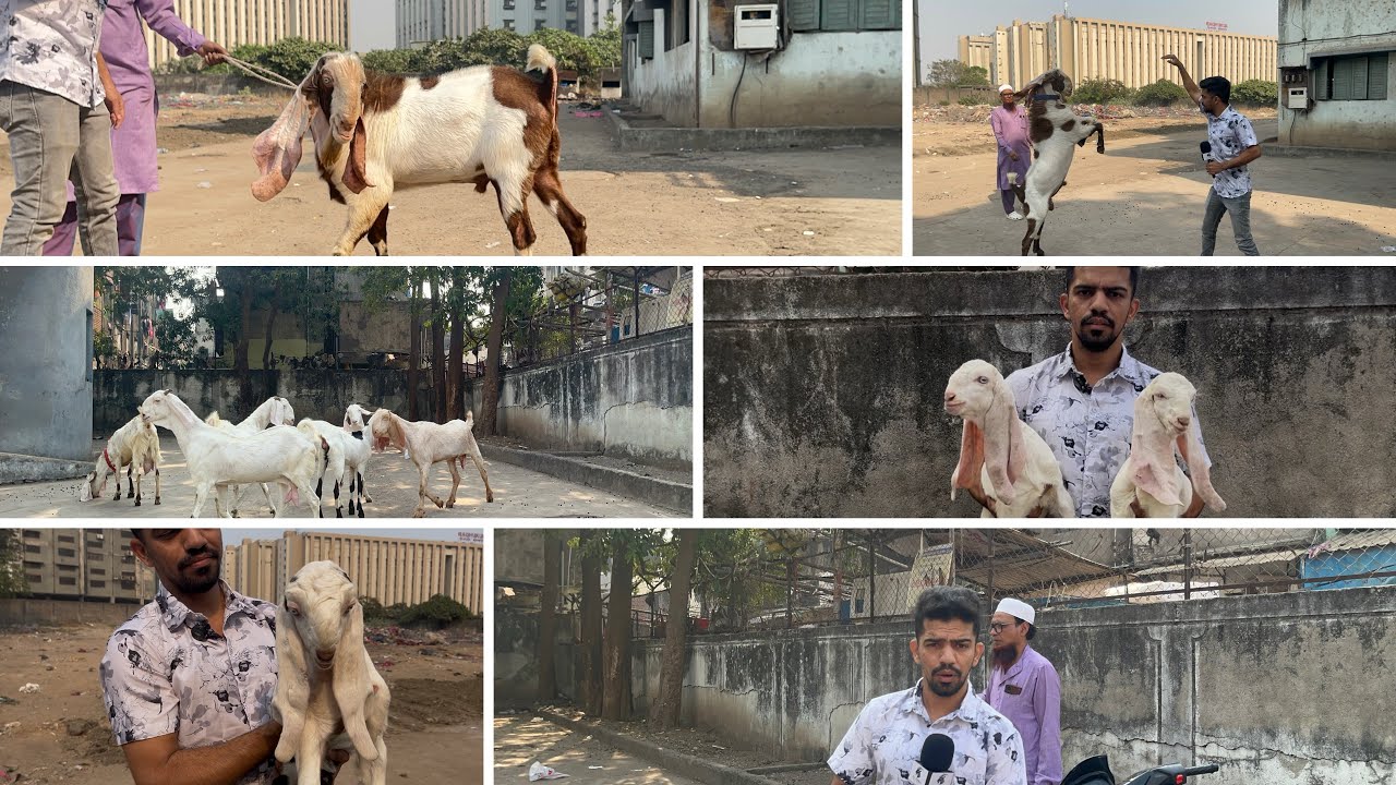 G.M.GOAT FARM.                                                         