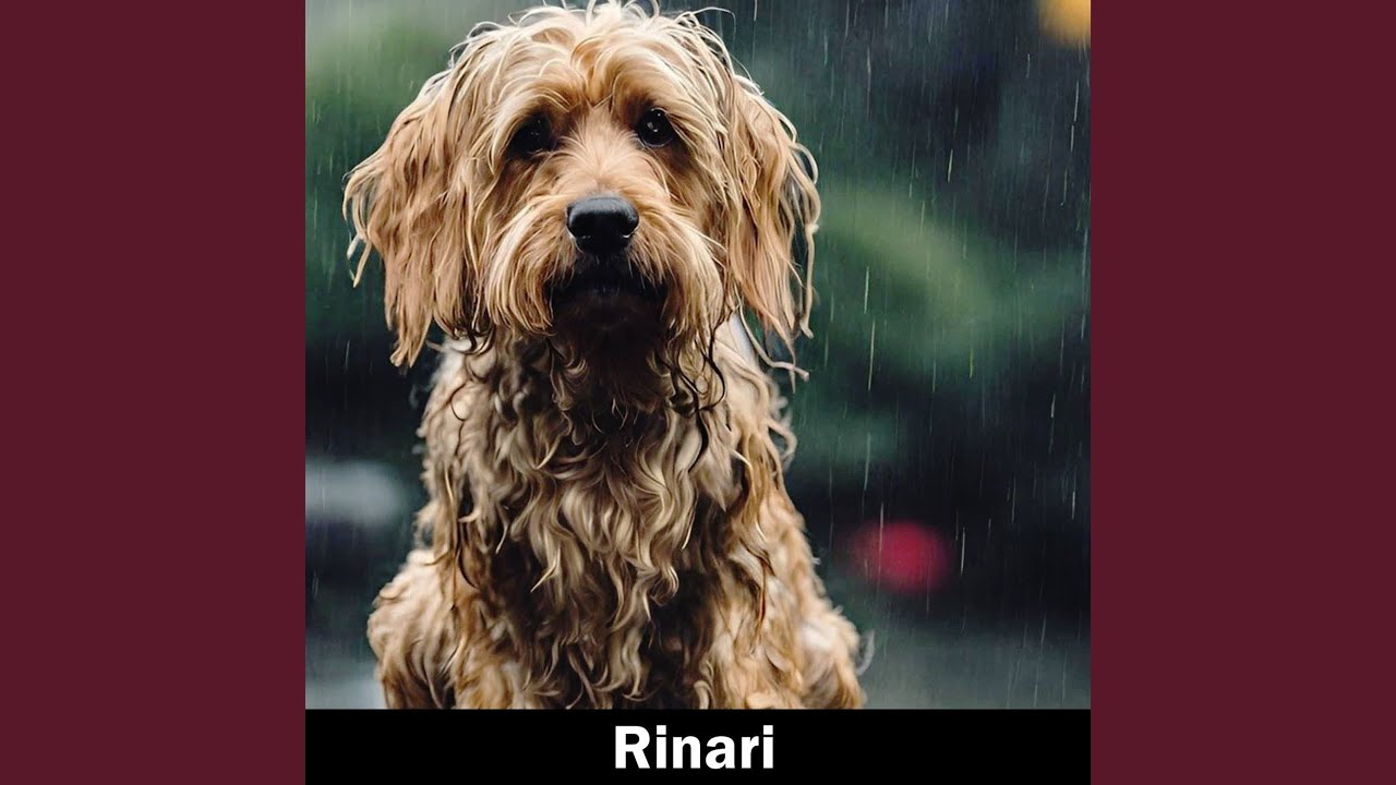 Rinari