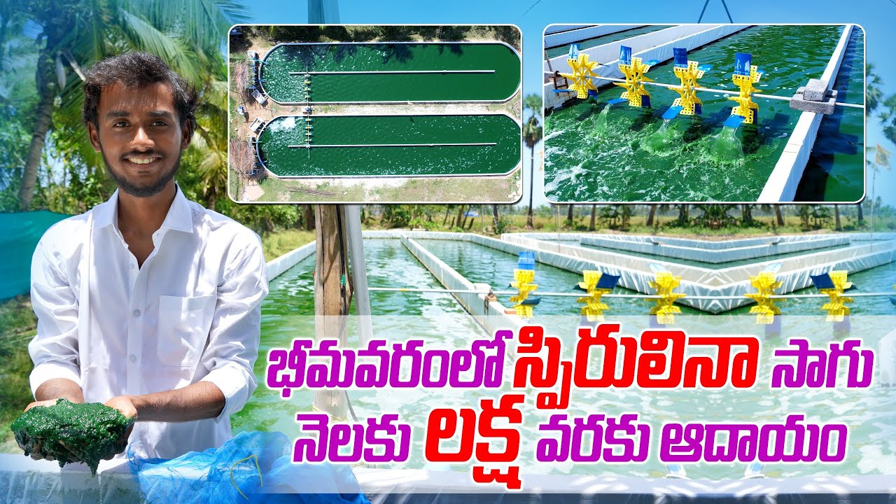 స్పైరులినా సాగుతో ప్రతి నెలా లక్ష ఆదాయం | Good Profits in Spirulina Cultivation | AgriTech Telugu