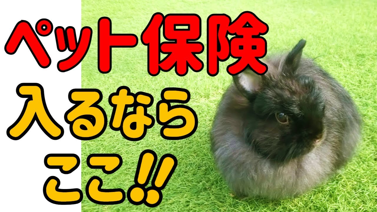うさぎのペット保険は加入すべきか?：獣医師が解説＃68　うさぎの飼い方Vol.32