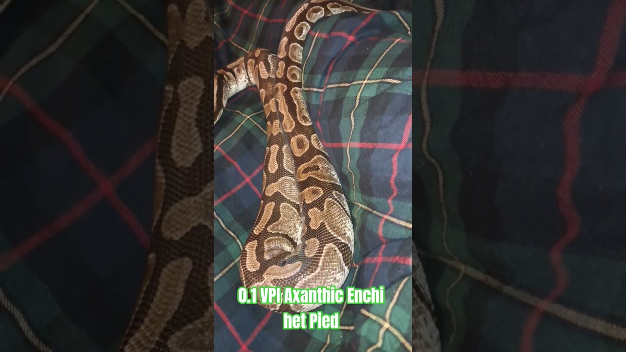 0.1 VPI Axanthic Enchi het Pied 