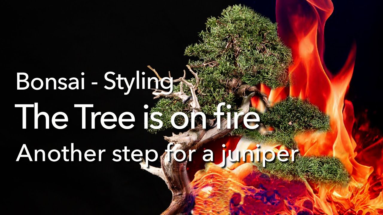 Neugestaltung eines Wacholder-Bonsai mit Hilfe von Feuer.